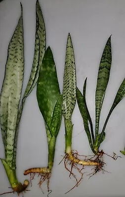 Special (3) Sanseveria Snake Plants 10 -16  Tall Mother In Law's Tongue • $9.55