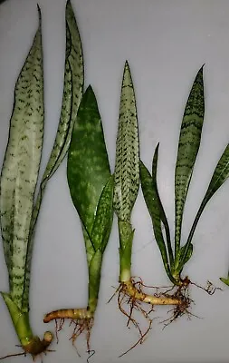 Special 🔥(8) Sanseveria Snake Plants 10 -15  Tall Mother In Law's Tongue  • $12.99