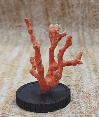 Mediterranean Red Coral Unpolished Loose Specimen - Italian Red Coral Rough Tree • $79.59