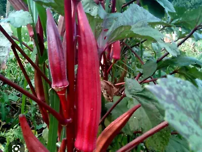 Okra Seeds “Red Burgundy” (30 Seeds)) Excellent Addition To Any Garden • $3.20