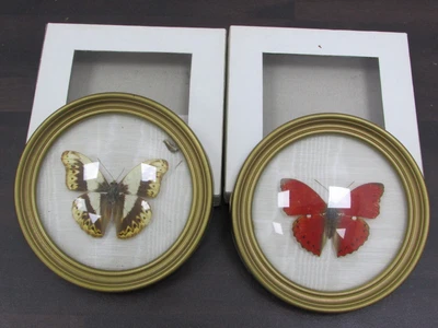 £8.50 • Buy Taxidermy Butterflies Glider Cymothoe Aramis & Herminia Framed Lepidopterology