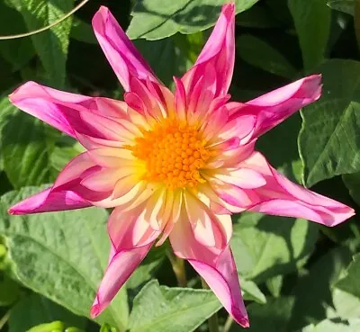 1 Dahlia Collarette Night Fancy Pants Tuber Prins Flowers 7-9 1m Tall £4.99b • £4.99