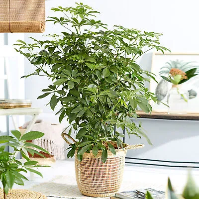 Schefflera Nora Large Indoor House Plant Real Evergreen Tall Exotic Rare Plants • £12.99