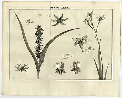 Antique Print-LXXXV-MASSONIA-HEXANDRIA-HOUTUYNIA-Houttuyn-Linnaeus-Philips-1767 • $84.50