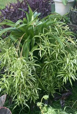 Hawaian Spider Plants Golden Variegated 1 Baby With Air Roots • $4