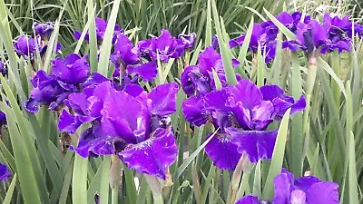 £5.50 • Buy Iris Sibirica - Nachtgesang - Siberian Iris - Hardy Flowering Garden Patio Iris