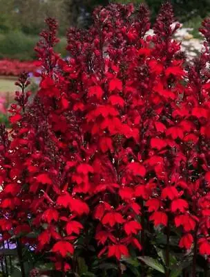 £6.95 • Buy Lobelia 'Starship™ Scarlet' Perennial Plug Plants Pack X6 