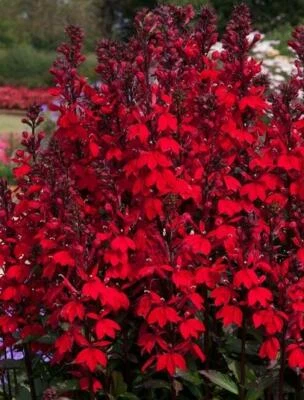 £6.95 • Buy Lobelia 'Starship™ Scarlet' Perennial Plug Plants Pack X6 