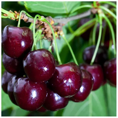 £24.99 • Buy Van Cherry Tree 3-4ft Tall, Large, Dark Red, Sweet & Juicy Cherries