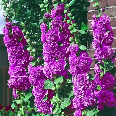 Hollyhock Chaters Violet 6 Hardy Perennial Plug Plants • £11.95