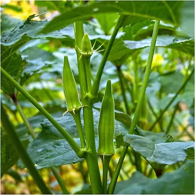 OKRA Emerald 15 Seeds HEIRLOOM ASIAN Vegetable Garden LADYS FINGER Curries GUMBO • $4.99