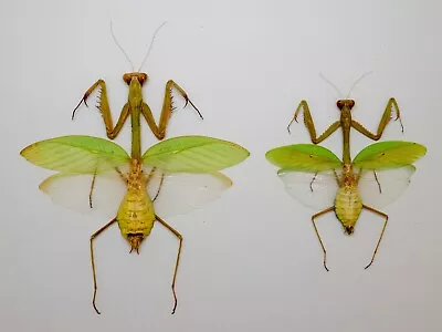 Mantidae - Mantis - Mantidae Sp - Cameron Highland Malaysia (MS93P-5) • $18.98