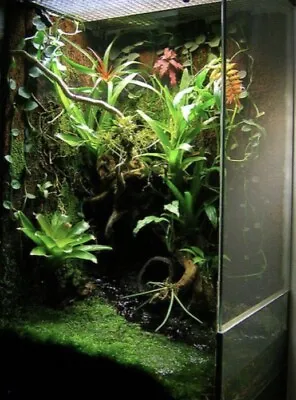 £29.99 • Buy *NEW* BIOTROPIC. Live Terrarium Decor Starter Kit (M) Live Plants, Mosses &More.