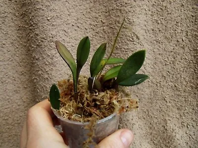 Rare Porroglossum Echidna Orchid Plant  FS In 6 Cm Pot Mini • £25