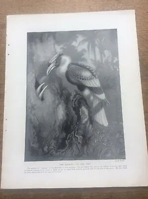 The Hornbill On Her Nest By A Twidle 1912 Print A4 Size Free UK Post • £9.99