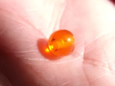 1.05 Ct. Round Cut Mexican Cantera Fire Opal Bead. • $45