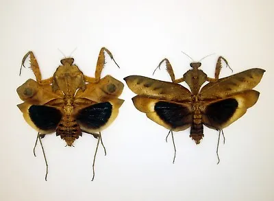 Mantidae/Deroplatys Desicata  (Pair) - Dry Leaf-mimic Mantis - Malaysia - DD (B) • $35.98