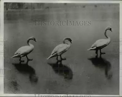 1933 Press Photo Swans Tread Over Ice On Serpentine Lake In Hyde Park • $19.99