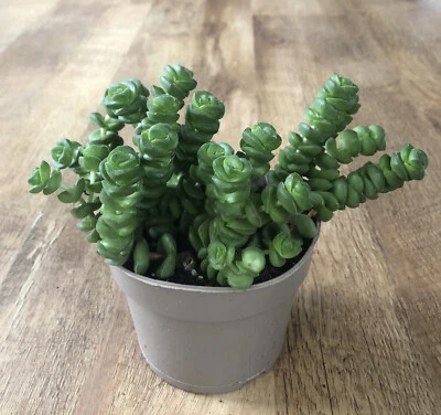 £5.75 • Buy 2 X Cuttings | Crassula Marnieriana 'Hottentot' | Jade | Trailing Plant
