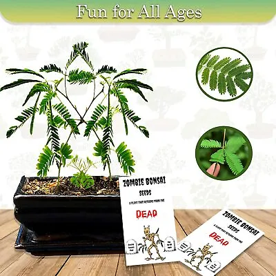 Zombie Bonsai Seed Packets (2 Pack) Sensory Bonsai Plant Reacts To To Touch  • £9.60