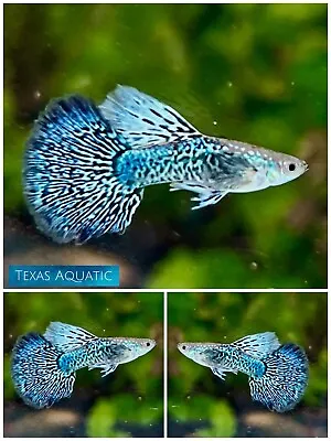 $29.95 • Buy 1 PAIR - Live Aquarium Guppy Fish High Quality - Blue Dragon - USA SELLER
