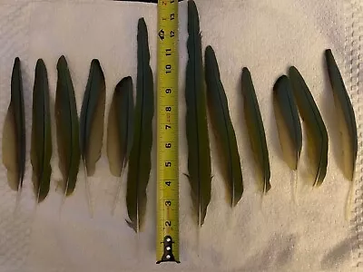 12 *RARE* RED FRONT MACAW PARROT TAIL And WING FEATHERS 100% Natural  • $45.99