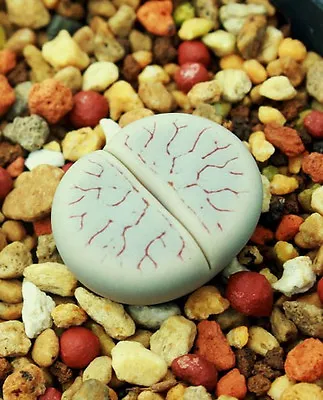 $9.95 • Buy LITHOPS GRACILIDELINEATA, Living Stones Exotic Rock Ice Plant Rare Seed 50 SEEDS