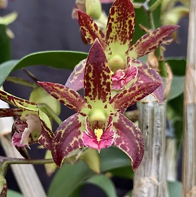 $14.95 • Buy HN304 Orchids Dendrobium Brimbank Uluru 'Journey' X Cosmic Gold 'Sandy' Seedling