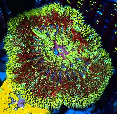 WYSIWYG Large Rainbow Mini Maxi Carpet Anemone Coral-Marine Coral Frag • £0.99