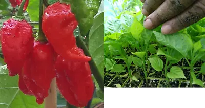 £19.56 • Buy Naga Viper Chilli Plant - World's Former Official Hottest Chilli Pepper!