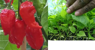 Naga Viper Chilli Plant - World's Former Official Hottest Chilli Pepper! • £18.60