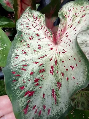 MY LAST ONE FOR THE SEASON  Deal  Two   Caladiums Gingerland And Starlight Red • $36