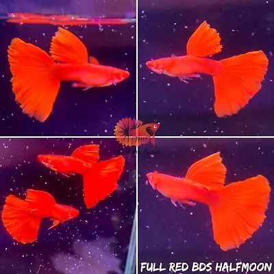 $49.70 • Buy 1 Trio - Full Red BDS Halfmoon - Live Aquatic Guppy Fish Quality Top Grade A+++