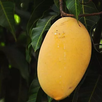 Biggest Mango Fruit Tree Variety (mangifera)  Grafted Tree 3’-4’ Feet Tall • $85.49