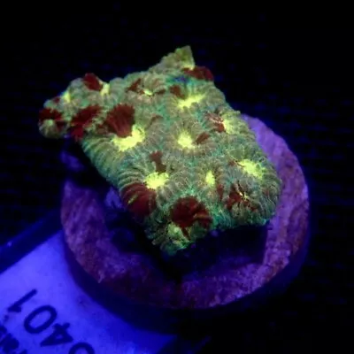 Ultra Favia Coral Frag WYSIWYG IC 3401 - Indigo Corals • $28
