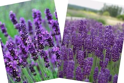 10 X Mini Lavender Hidcote Plug Plants • £10.99