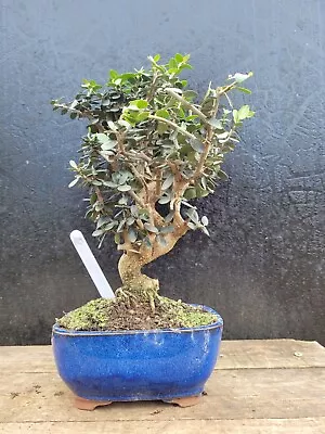 Shohin Bonsai Tree Olive Outdoor Tree  Small Leaves In Ceramic Bonsai Pot 7 • £80