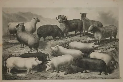 Vintage Print: Breeds Of Sheep And Hogs In The United States Livestock • $10