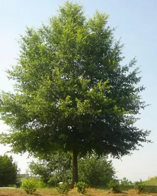 Willow Oak Trees - Six Seedlings For $42.00 Live Plants   • $42