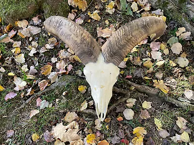 $450 • Buy Awesome AOUDAD SHEEP Full Skull,with BIG Horns Taxidermy Hunting Lodge Log Cabin
