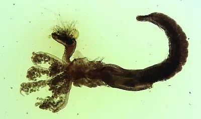 Antique Microscope Slide By Sinel.  Annelida. Spirorbis Borealis . Marine Worm. • $6.22