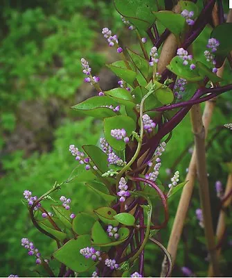 30 Red Malabar Spinach Seeds-NON GMO-Open Pollinated-Organic. • $2