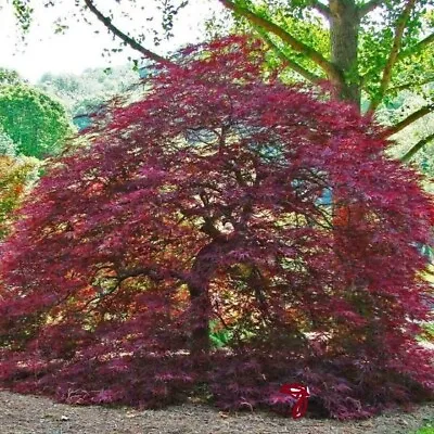 $2.49 • Buy Japanese Maple Tree * 10 Seeds -Makes A Great Bonsai!