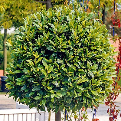 £16.99 • Buy Laurus Nobilis - Bay Laurel | Evergreen Hardy Upright Flowering Garden Shrub