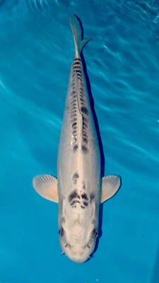 £249 • Buy Ghost Koi - Koi Carp For Sale - 40cm #104