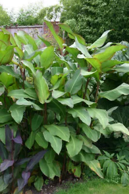 Canna Musifolia Grande |Giant Canna| 14cm Potted Plant* • £9.93