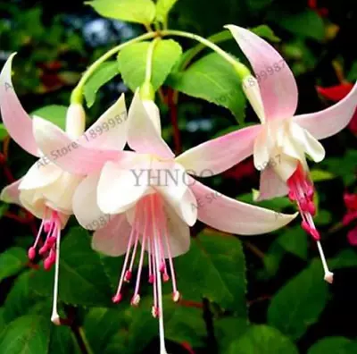 10 Seeds -Fuchsia Bonsai Potted Flower Garden Potted Plants Hanging Fuchsia (20) • £3.08