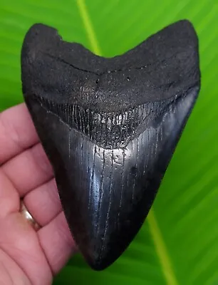 MEGALODON SHARK TOOTH -  5 & 3/16  SHARKS TEETH W/ STAND & PLAQUE - MEGLADONE • $285