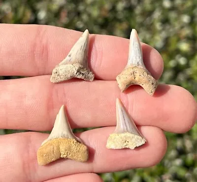 Bakersfield Fossil Mako Sharks Teeth LOT California Miocene Megalodon Age Teeth • $14.99