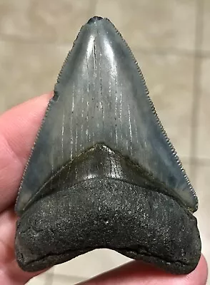 PRETTY BITTEN-S.W. FL.LAND FIND-2.66” X 1.84” Upper Megalodon Shark Tooth Fossil • $49